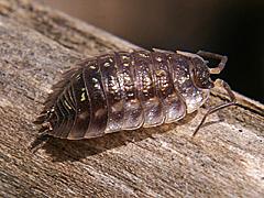 European Sowbug